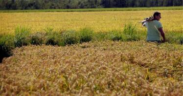 Innovación para controlar las malas hierbas que afectan al cultivo de arroz