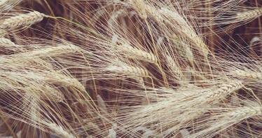 Las siembras de trigo duro caen en Sevilla un 15% por los bajos precios