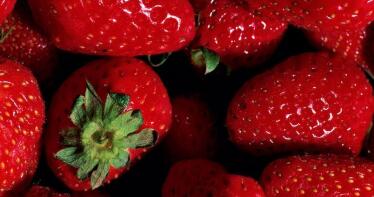 Onubafruit aumentará un 33% la comercialización de fresas