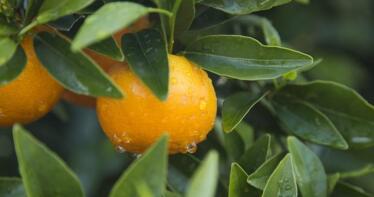 Huelva lidera las ventas de mandarina Orri, la más cotizada