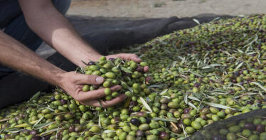 La lluvia no alivia el bajo rendimiento graso de la aceituna