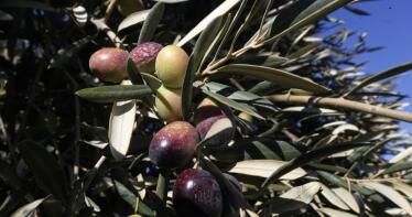 España producirá el 75% del aceite de oliva de la UE en esta campaña