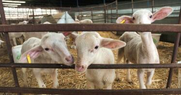 Andalucía, a unos pasos de erradicar la brucelosis