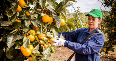 El aguacate frena la expansión del cultivo del caqui en Huelva