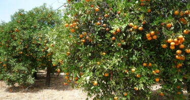 España pide a Europa que proteja a los cítricos de las importaciones de países terceros