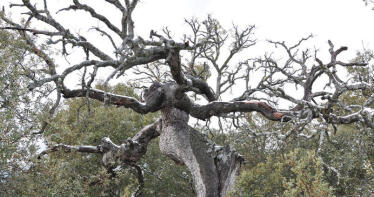 ¿Cómo pedir asesoramiento de un técnico especializado en la «seca»?