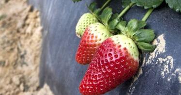 Las primeras fresas de Huelva, «libres» de plagas y con gran calidad