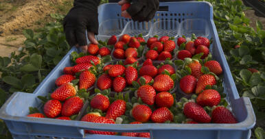 ¿Cómo está afectando la crisis del coronavirus a la campaña de frutos rojos?