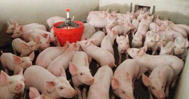 El porcino repite cotización en la Lonja de Araporc