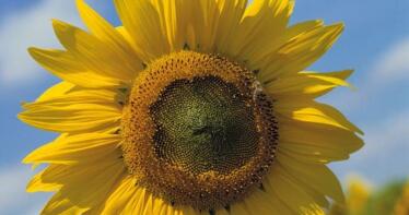 Abelardo de la Vega: «Trabajamos para ofrecer variedades de girasol más productivas y resistentes»