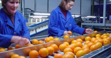 Aumentan las exportaciones de cítricos andaluces, salvo las de naranja