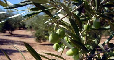 Nueva campaña, nuevas dudas