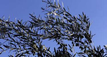 El «abono a la carta» llega al olivar y a la huerta de Sevilla