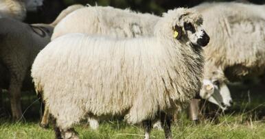 Abierto el plazo para solicitar las ayudas destinadas al fomento de las razas autóctonas