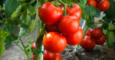 Los agricultores europeos advierten de las «peligrosas consecuencias» del acuerdo UE-Marruecos