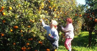 Andalucía produce el 60% de los cítricos ecológicos del país