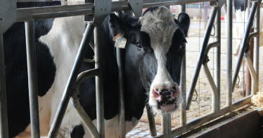Entra en vigor la norma sobre el etiquetado del origen de la leche