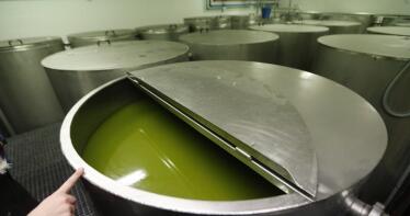 Piden la convocatoria del Consejo Andaluz del Olivar ante la caída de precios