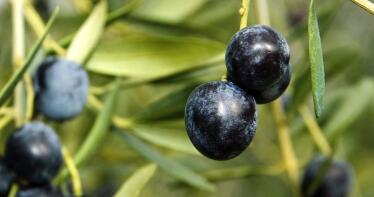 La OMC autoriza a la UE a imponer represalias a EEUU por la aceituna negra española