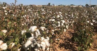 El sector del algodón se une para garantizar la viabilidad del cultivo