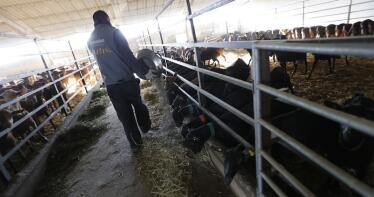 Las cotizaciones del cordero y el cabrito se repiten en la Lonja de Albacete