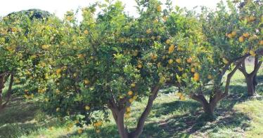 La Junta reunirá a la Mesa de Cítricos ante la crisis de precios