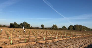 Un nuevo olivar potencialmente resistente a la Xylella en Carmona