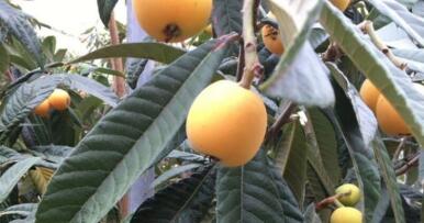 Una empresa sevillana vende el primer níspero «gigante»