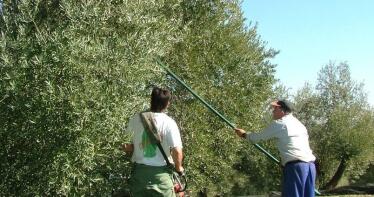 Agricultura amplía en 11 millones las ayudas para la industria olivarera