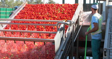 El Bajo Guadalquivir se queda sin tomate industrial