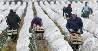 Los efectos de Filomena en Huelva: en peligro la maduración de los frutos rojos