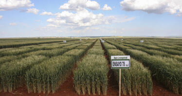 Precio del trigo duro: ¿Ha tocado techo?