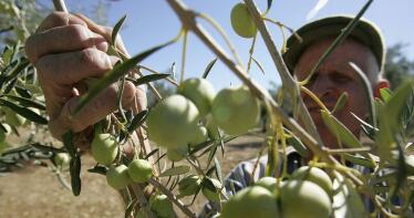 Cada día que pasa sin llover disminuye la cosecha de aceitunas de verdeo