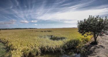 El precio del arroz cáscara se recupera tras la cláusula de salvaguardia
