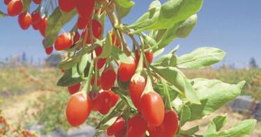 Huelva busca con las bayas de Goji el éxito del arándano