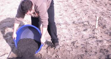 El biocarbón «entrena» al trigo duro para ser más productivo