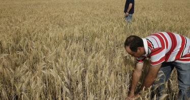 Los precios del ovino y los cereales siguen estables en la Lonja de Albacete