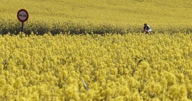 Proponen dos salidas para evitar que el girasol y la colza se queden sin ayuda asociada en la nueva PAC
