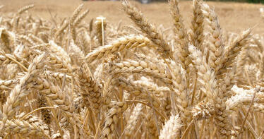 Los precios de los cereales siguen al alza en la Lonja de Albacete