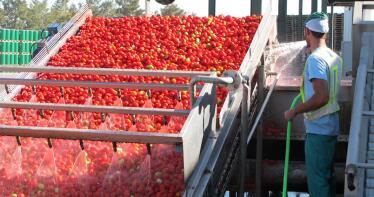 El tomate para industria se expande ya por toda la Vega de Sevilla