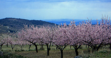 El cuidado del suelo, fundamental para la productividad del almendro