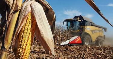 Los bajos precios vuelven a deslucir el arranque de la campaña del maíz
