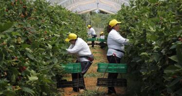 Huelva produce moras todo el año con un invierno a la carta