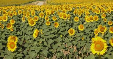 Agroseguro indemniza con 9 millones de euros a los productores de girasol andaluces