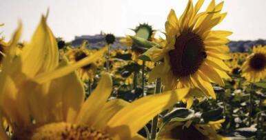 Soluciones contra las malas hierbas en el girasol