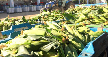 Sevilla cultiva las mazorcas dulces que comen los ingleses