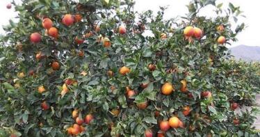 La naranja sevillana que ni es naranja ni conocida en Sevilla