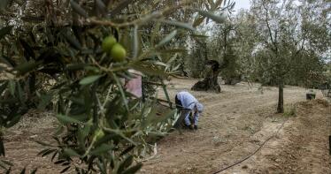 Egipto le hace la competencia a la aceituna sevillana