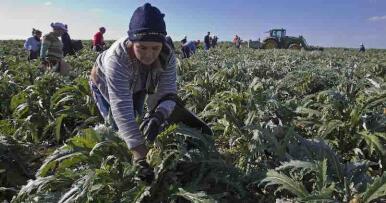 Lo que tiene que saber sobre la Renta Agraria para personas trabajadoras en Andalucía y Extremadura