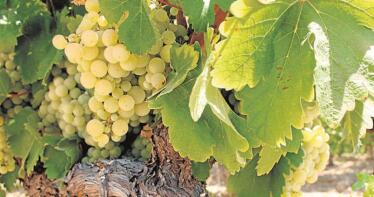 Las uvas que preservan el Parque Natural de Doñana